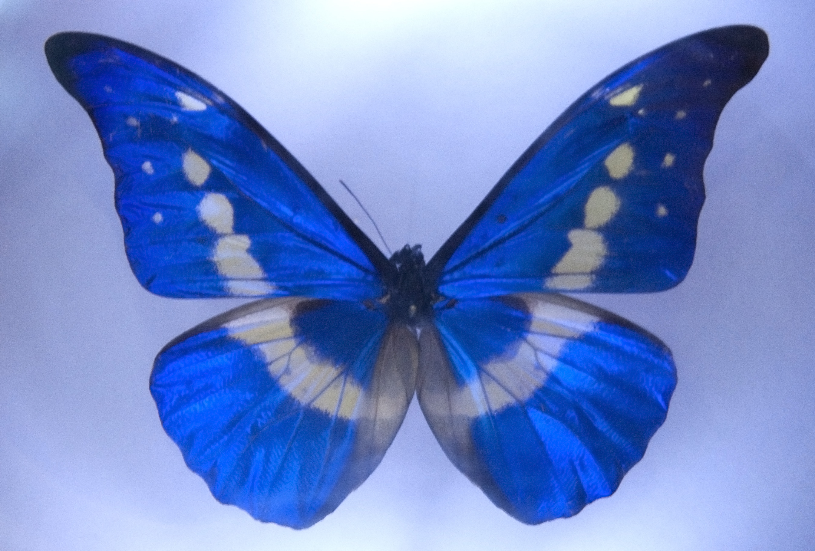 Free Stock Photo 2180-blue butterfly | freeimageslive