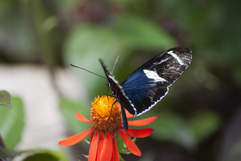 a butterfly feeding on a flower head