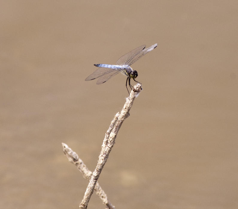 a light blue coloured dragon fly perched on a twing sticking out of the water over a still pond