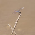 2805-blue dragon fly
