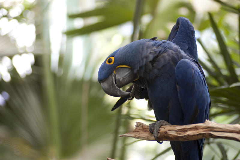 a blue macaw sat on a jungle branch feeding