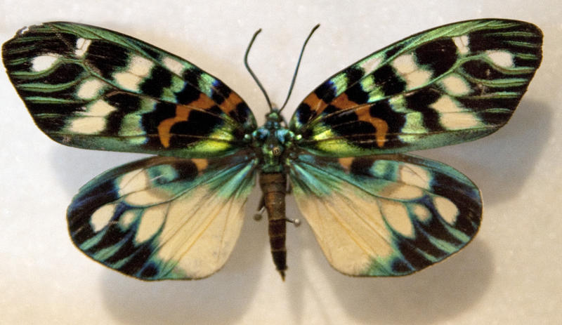 a butterfly in a case from a butterfly collection