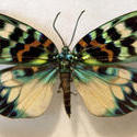 2181-metallic butterfly