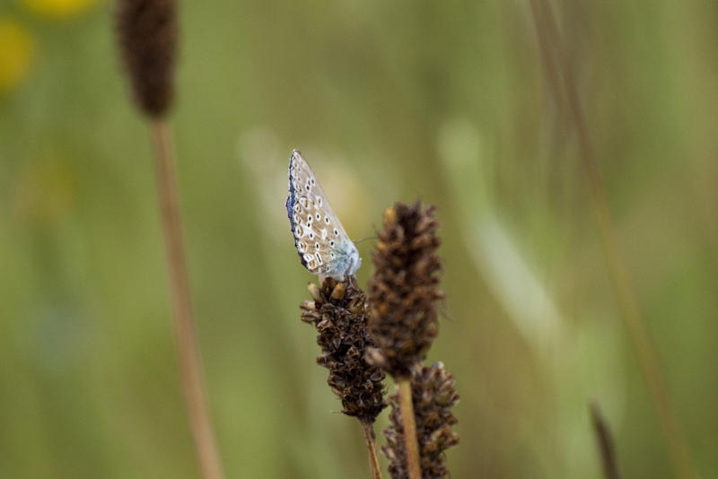 feeding in a fench meadow, a black eyed blue or Vogel's Blue butterfly