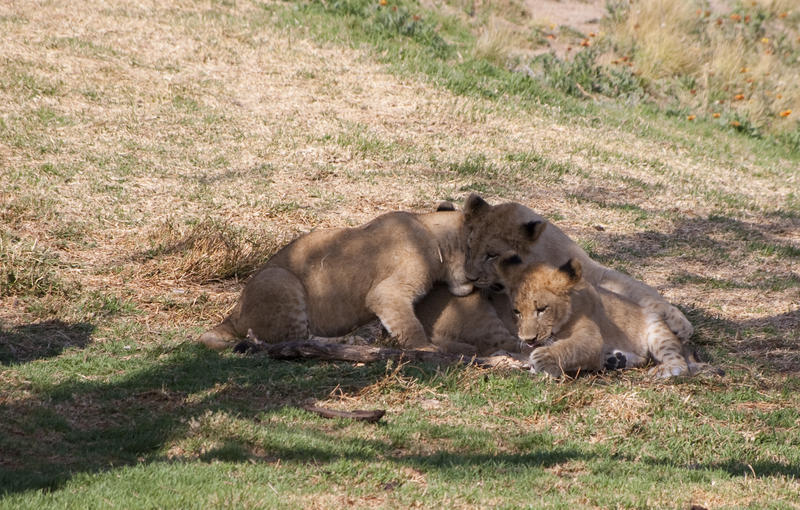 a pride of playful lions resting in the shage
