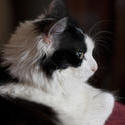 2852-cat_profile.jpg