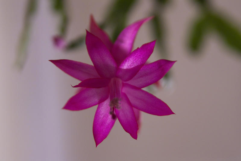 close up on a purple flowers on a flowering christmas cactus