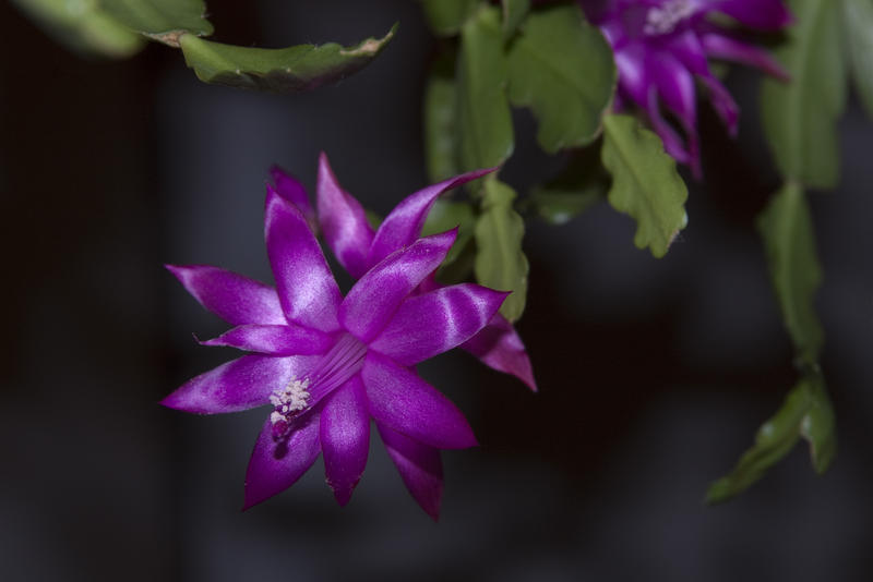 a christmas cactus plant in flower