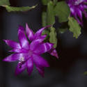 2840-flowering christmas cactus