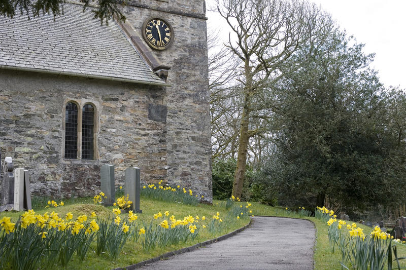 a path through a church yard lined with spring time daffodil flowers