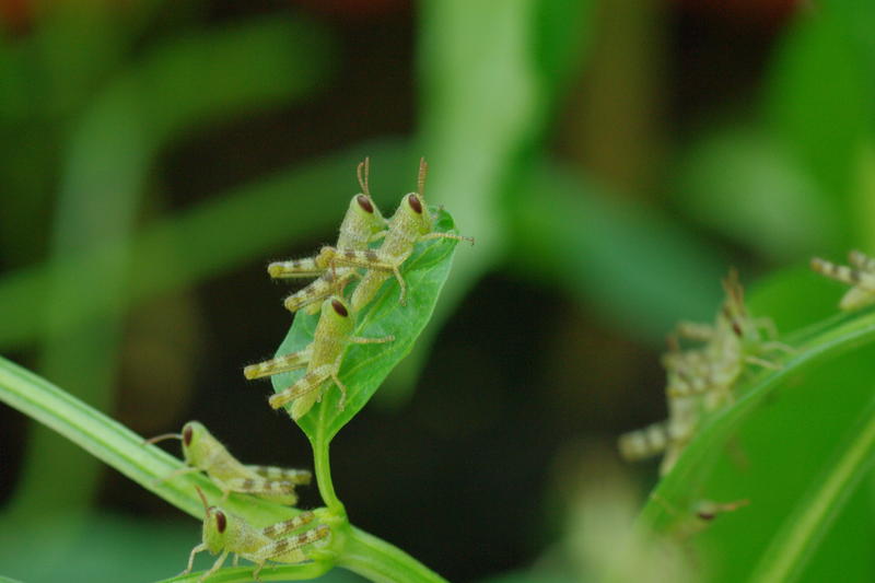 green coloured small locust crawling all over a plant