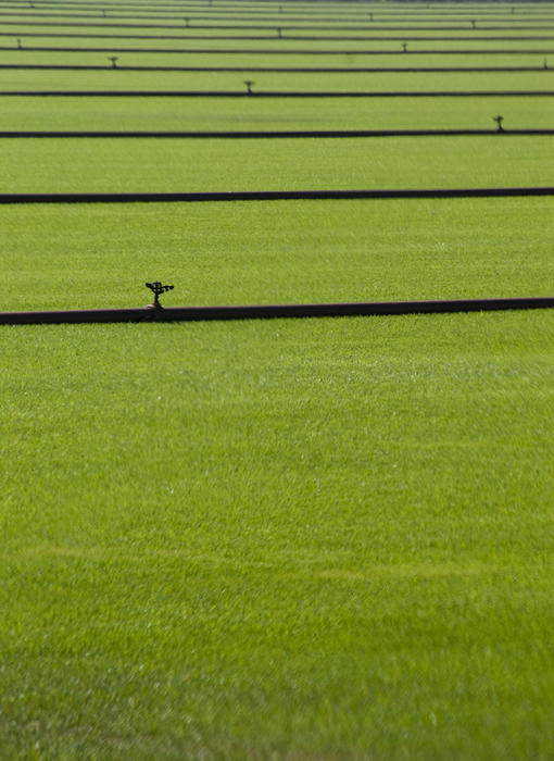 lines of irrigation sprinkler pipes water a field of grass