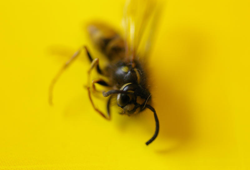 a dead wasp or hornet on a bright yellow backdround