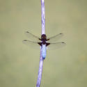 2809-blue dragon fly