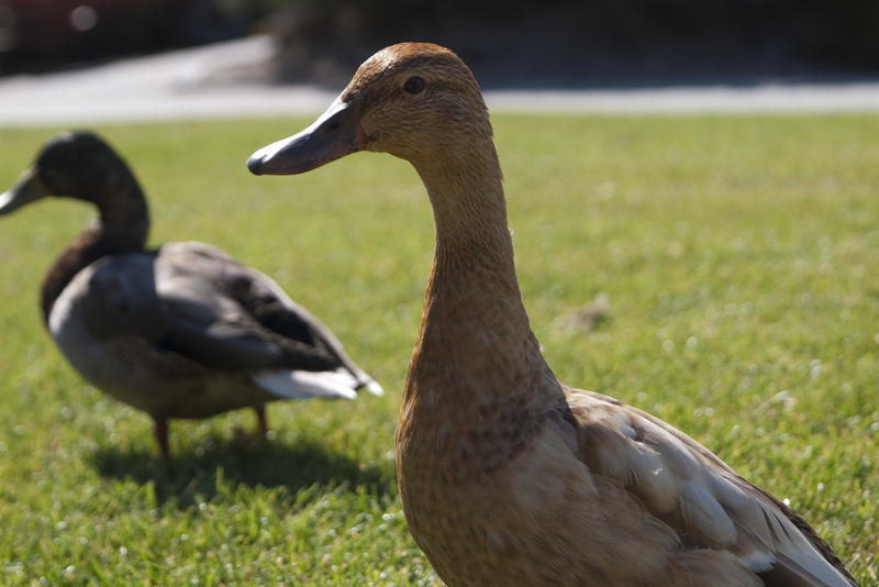 a female duck with a male to the rear standing on a lawn