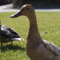 2745-duck couple