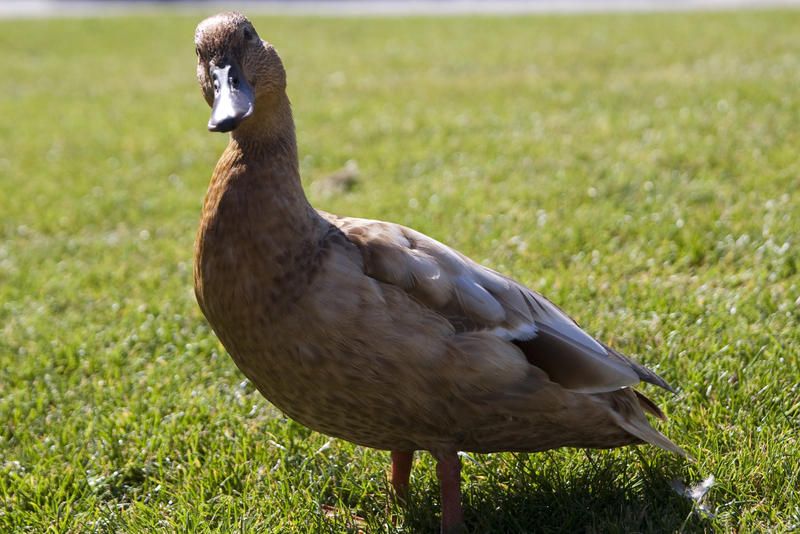 close up of a female duck standing on grass