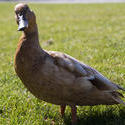 2746-female duck