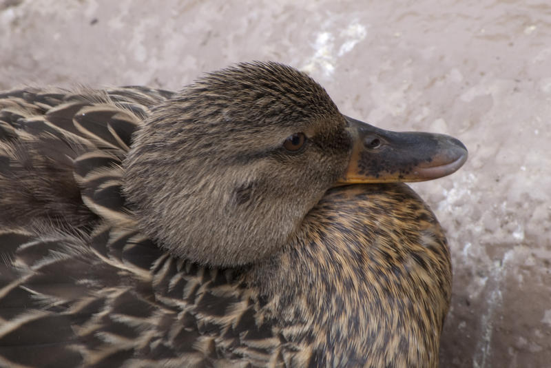 a female mallard duck