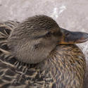 2193-mallard duck