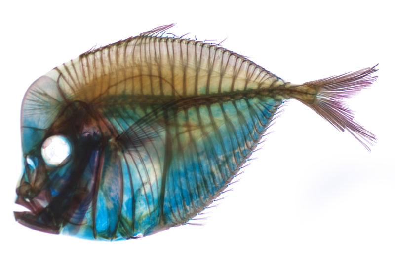 Editorial Use: A stained Fish skeleton at the san francisco academy of sciences