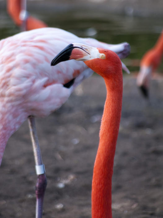 brightly coloured pink flamingos