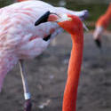 2194-captive flamingos
