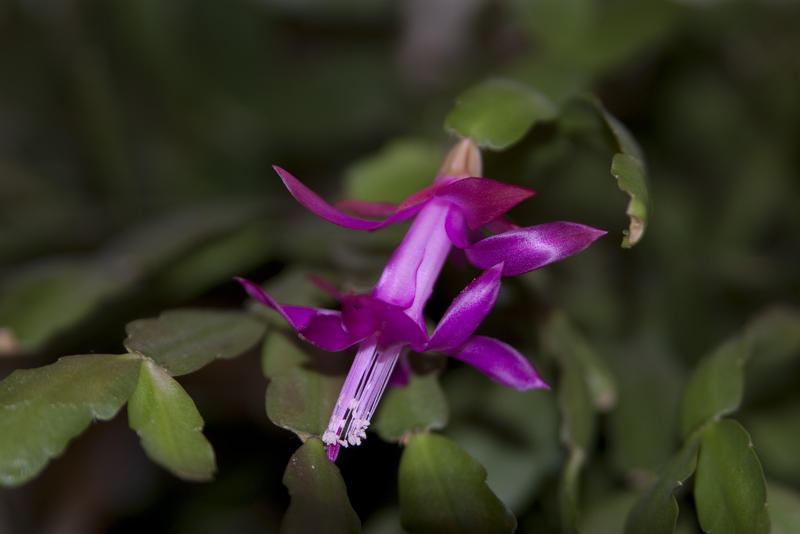 close up on a purple flower of a flowering christmas cactus
