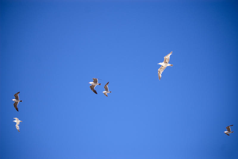 seagulls flying against a cloudless blue sky