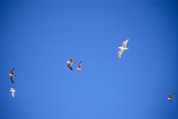2517-seagulls in flight