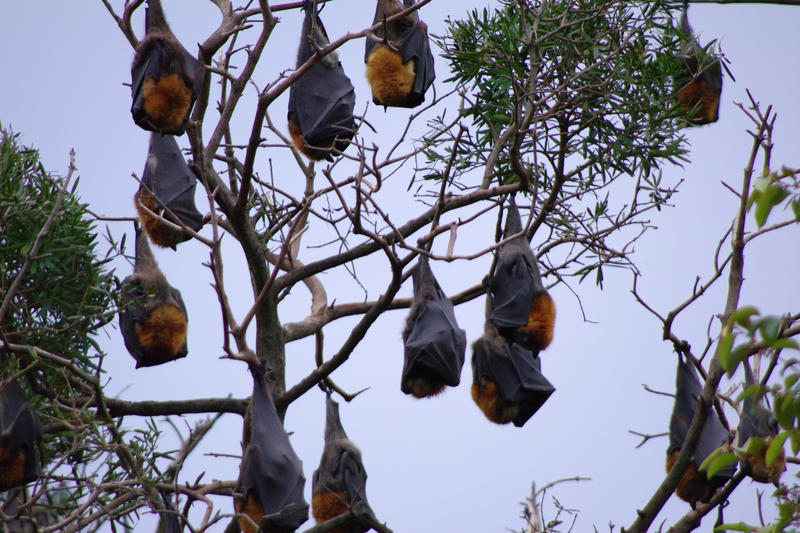 a colony of flying foxes or fruit bats