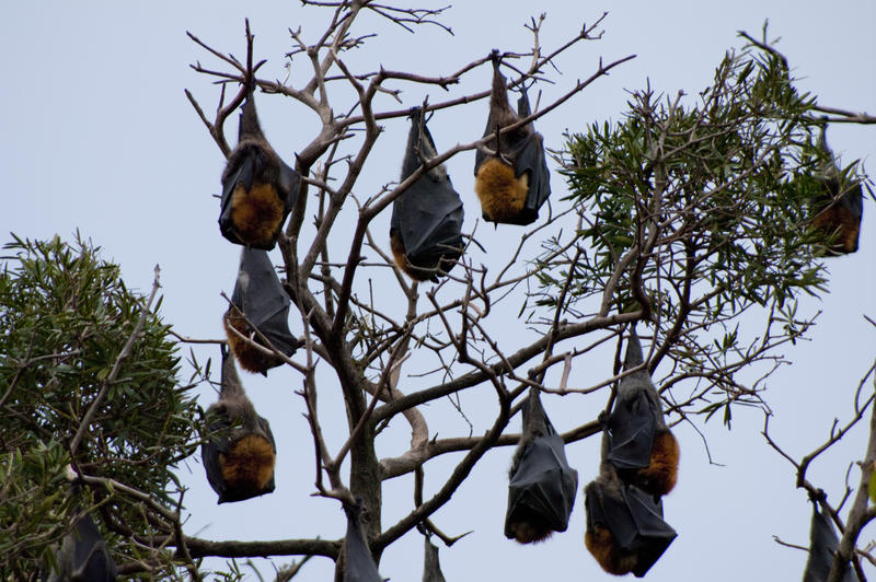 flying foxes or fruit bats hanging from a tree
