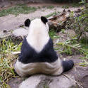 2223-zoo panda