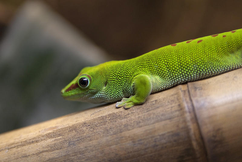 vivid  green coloured gecko sitting on bamboo