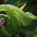 2229-green tree snake