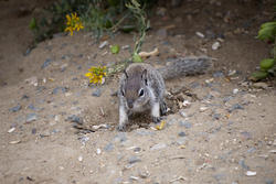 2230-ground squirrel