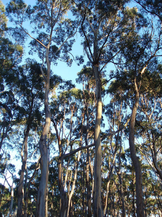 a forest of tall gum trees in tasmania   