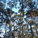 2907-gum tree forest