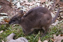 2231-kangaroo possum