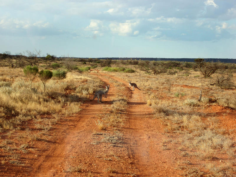 A pair of kangaroos standing on the road ahead