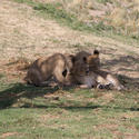 2236-playful lions