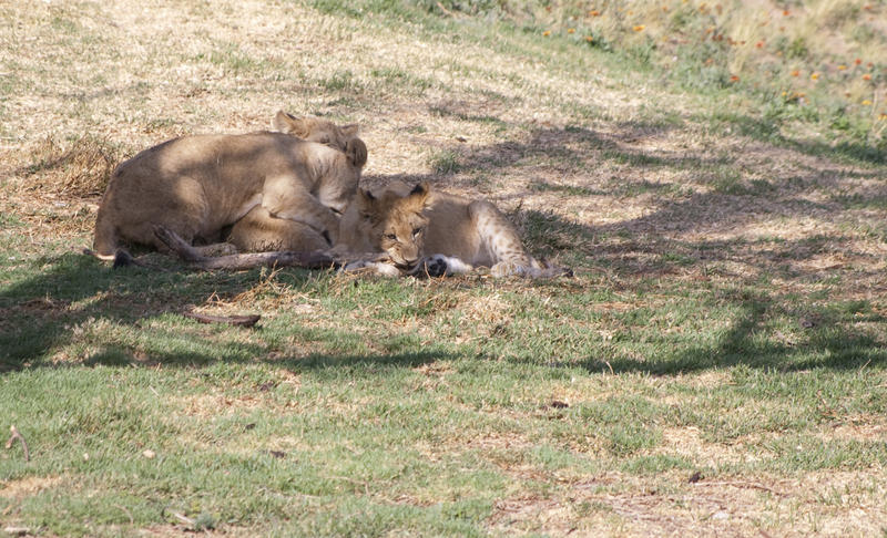 a pride of sleepy lions under the shade of a tree