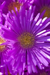 2846-vivid magenta flowers