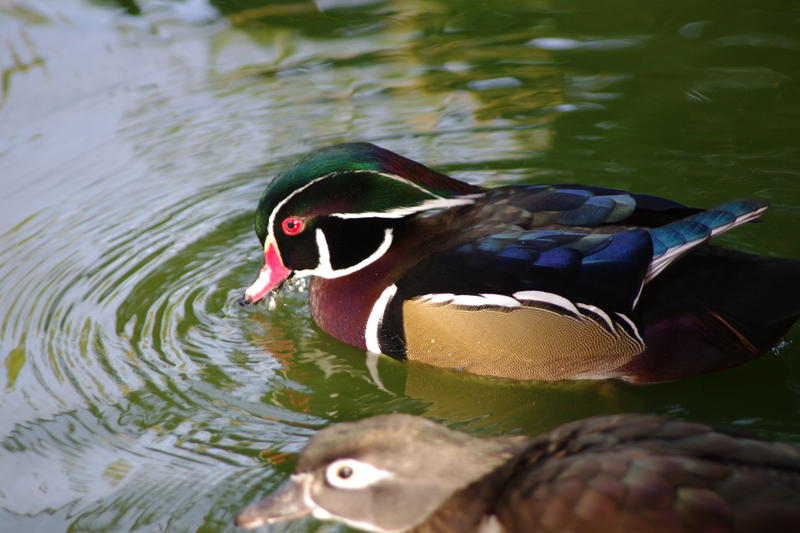 the male wood duck has a more colourful plume than the female which is plan
