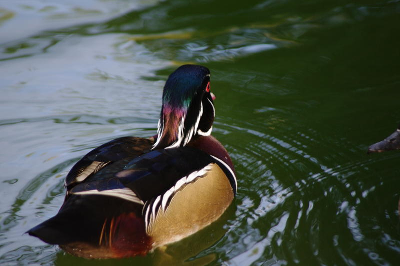 the male wood duck has a more colourful plume than the female