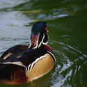 2200-male wood duck