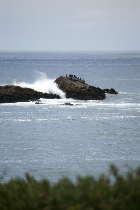 marine birds on rocks off the california coast