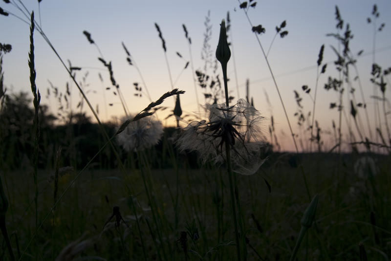 grasses and seed heads in a meadow pictured at sunset