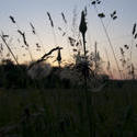 2794-summer meadow sunset