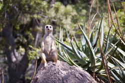 2246-meerkat lookout
